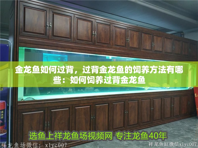 金龍魚如何過背，過背金龍魚的飼養方法有哪些：如何飼養過背金龍魚