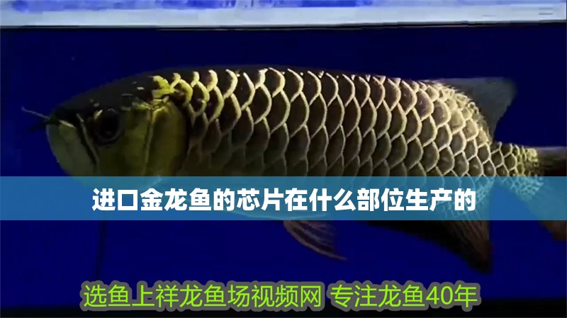 進口金龍魚的芯片在什么部位生產的