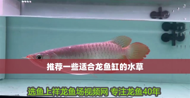 推薦一些適合龍魚缸的水草
