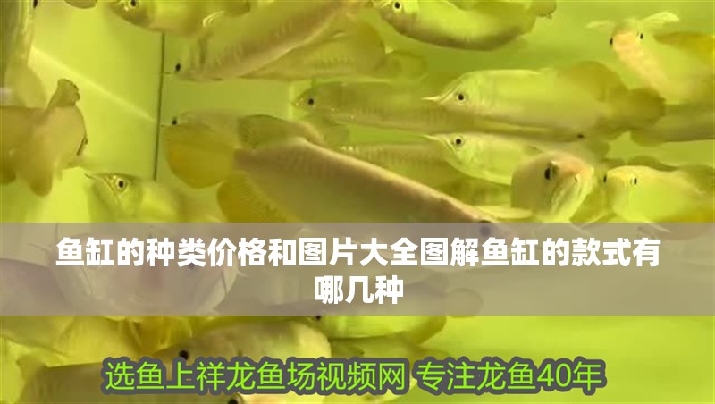 魚缸的種類價格和圖片大全圖解魚缸的款式有哪幾種