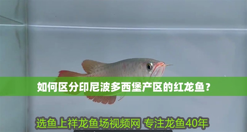 如何區(qū)分印尼波多西堡產(chǎn)區(qū)的紅龍魚？