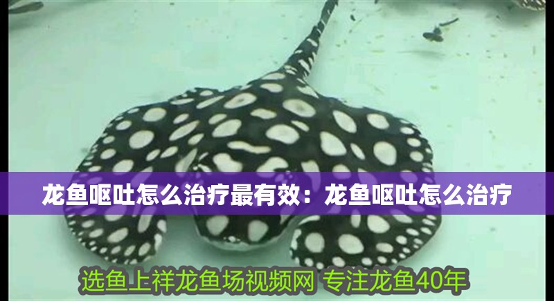 龍魚嘔吐怎么治療最有效：龍魚嘔吐怎么治療 龍魚嘔吐怎么治療最有效：龍魚嘔吐怎么治療 龍魚百科