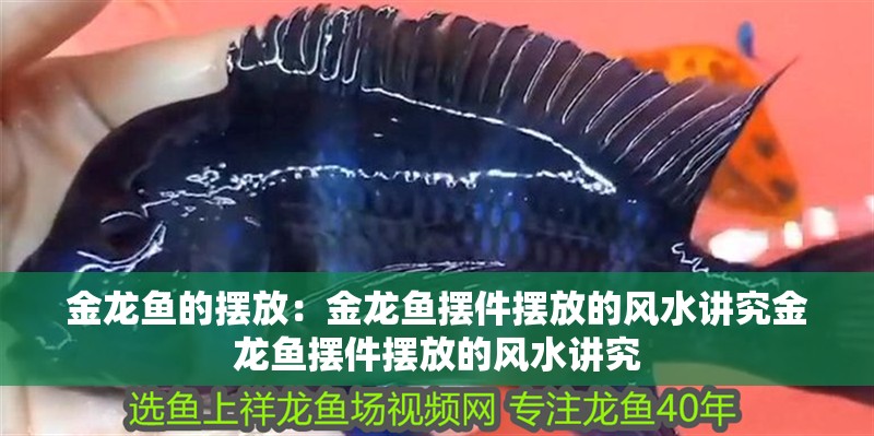 金龍魚的擺放：金龍魚擺件擺放的風水講究金龍魚擺件擺放的風水講究