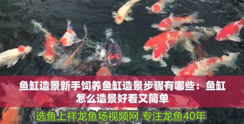 魚缸造景新手飼養(yǎng)魚缸造景步驟有哪些：魚缸怎么造景好看又簡單