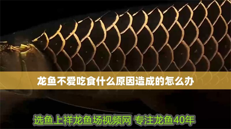 龍魚(yú)不愛(ài)吃食什么原因造成的怎么辦