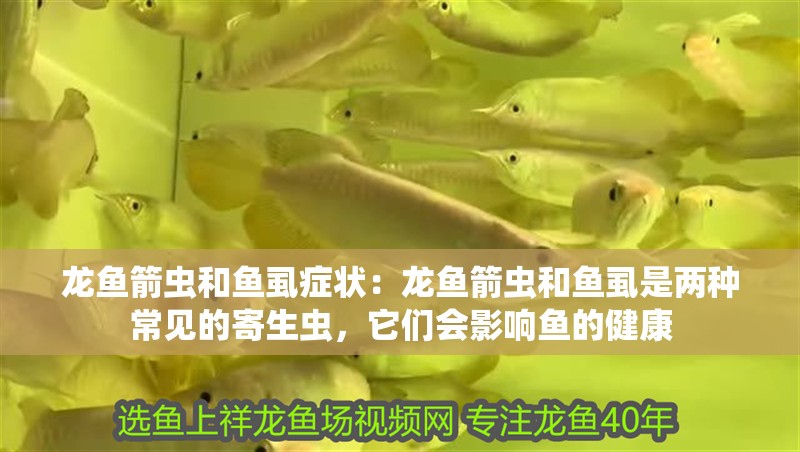 龍魚箭蟲和魚虱癥狀：龍魚箭蟲和魚虱是兩種常見的寄生蟲，它們會影響魚的健康