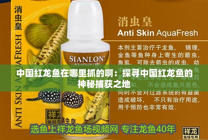 中國紅龍魚在哪里抓的啊：探尋中國紅龍魚的神秘捕獲之地