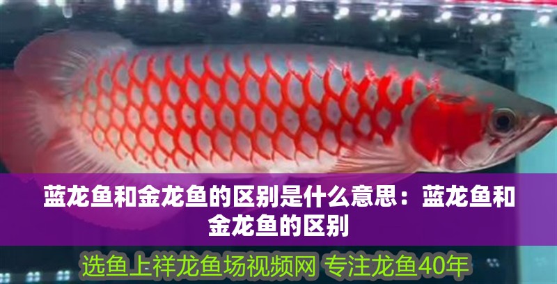 藍龍魚和金龍魚的區別是什么意思：藍龍魚和金龍魚的區別