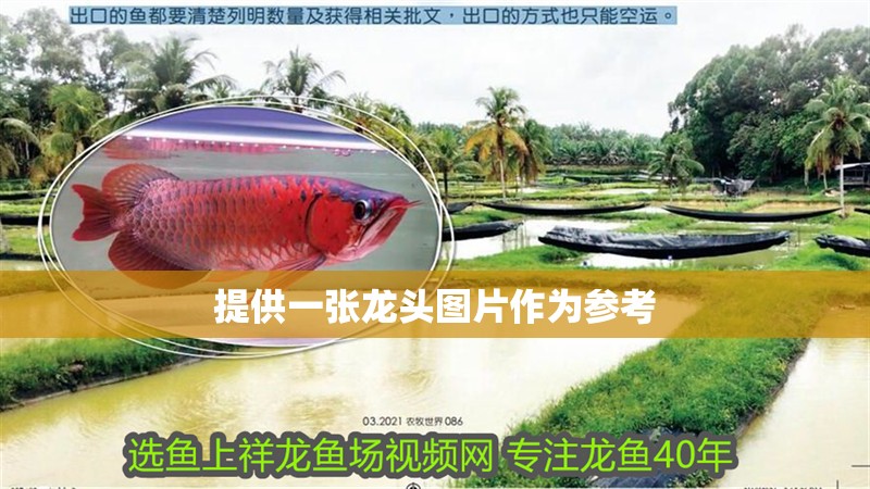 提供一張龍頭圖片作為參考