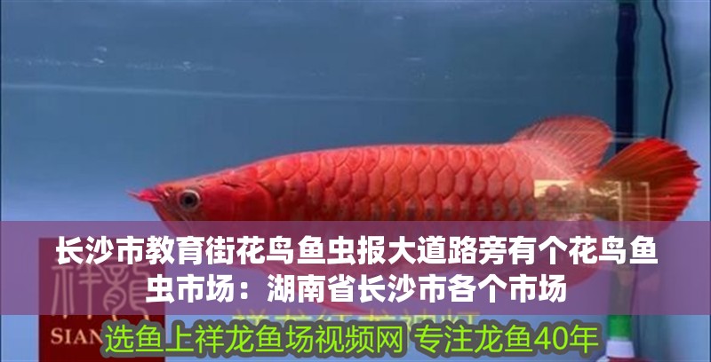長沙市教育街花鳥魚蟲報大道路旁有個花鳥魚蟲市場：湖南省長沙市各個市場