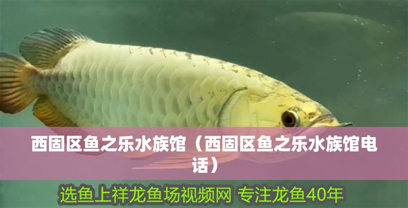 西固區魚之樂水族館（西固區魚之樂水族館電話）