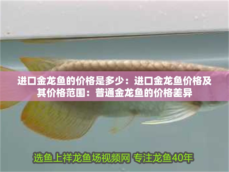 進口金龍魚的價格是多少：進口金龍魚價格及其價格范圍：普通金龍魚的價格差異