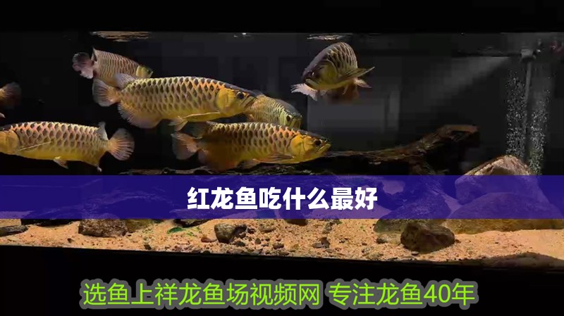 魚缸用增氧泵價格是多少:魚缸增氧機-xtrac增氧機-xtrac增氧機 紅龍魚吃什么最好 龍魚論壇 紅龍魚吃什么最好 紅龍魚吃什么最好 龍魚論壇