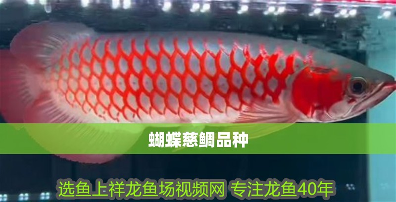蝴蝶慈鯛品種