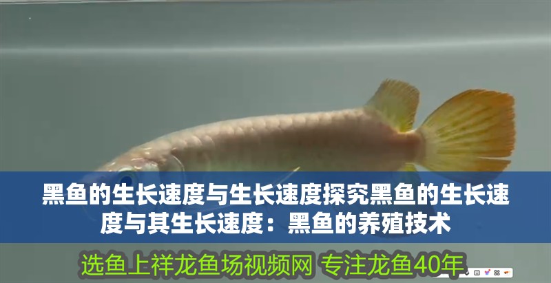 黑魚的生長速度與生長速度探究黑魚的生長速度與其生長速度：黑魚的養殖技術 黑魚的生長速度與生長速度探究黑魚的生長速度與其生長速度：黑魚的養殖技術 魚缸百科
