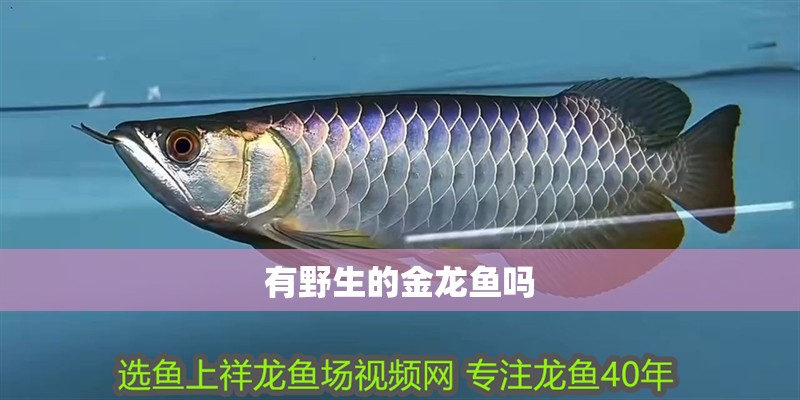 有野生的金龍魚嗎
