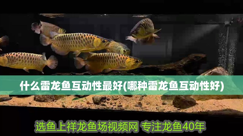 什么雷龍魚互動性最好(哪種雷龍魚互動性好) 什么雷龍魚互動性最好(哪種雷龍魚互動性好) 魚缸百科