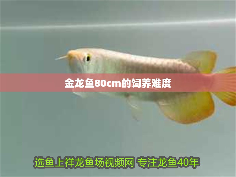 金龍魚80cm的飼養(yǎng)難度