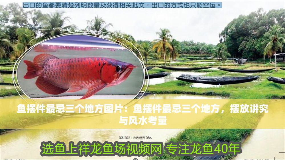 魚擺件最忌三個地方圖片：魚擺件最忌三個地方，擺放講究與風(fēng)水考量