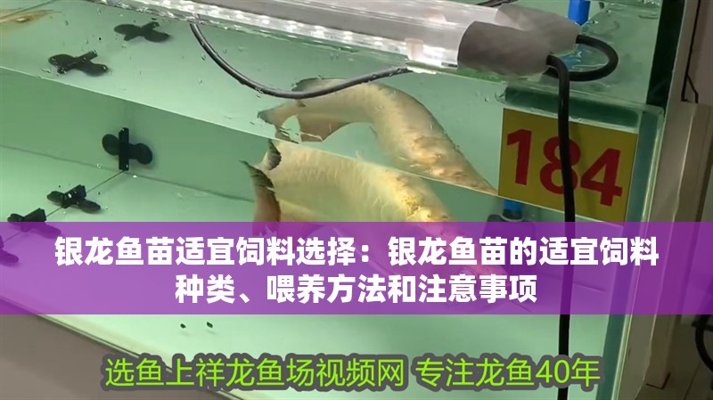 銀龍魚苗適宜飼料選擇：銀龍魚苗的適宜飼料種類、喂養(yǎng)方法和注意事項 銀龍魚苗適宜飼料選擇：銀龍魚苗的適宜飼料種類、喂養(yǎng)方法和注意事項 龍魚百科