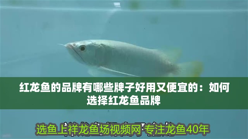 紅龍魚的品牌有哪些牌子好用又便宜的：如何選擇紅龍魚品牌