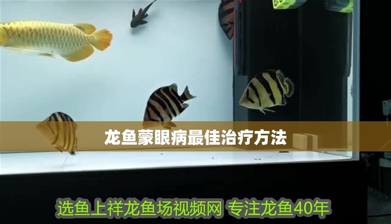 龍魚蒙眼病最佳治療方法