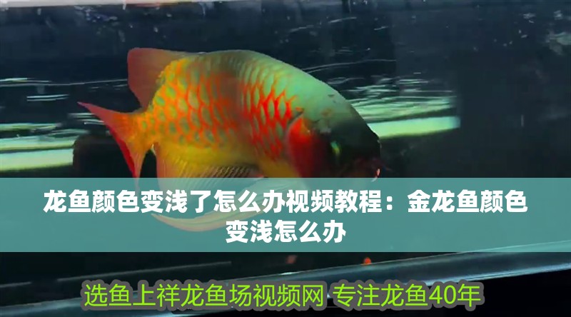 龍魚顏色變淺了怎么辦視頻教程：金龍魚顏色變淺怎么辦 龍魚顏色變淺了怎么辦視頻教程：金龍魚顏色變淺怎么辦 龍魚百科