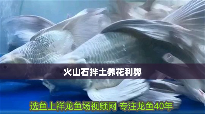 火山石拌土養花利弊