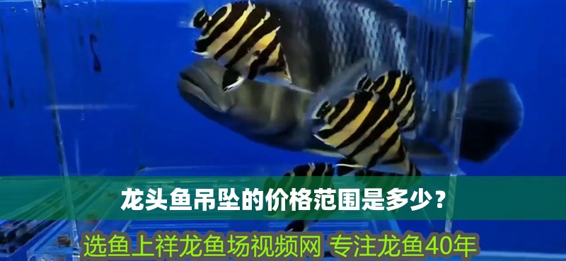 龍頭魚吊墜的價格范圍是多少？