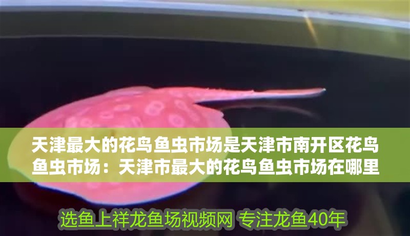 天津最大的花鳥魚蟲市場是天津市南開區花鳥魚蟲市場：天津市最大的花鳥魚蟲市場在哪里？