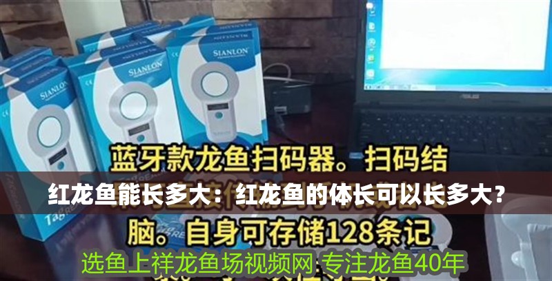 紅龍魚能長多大：紅龍魚的體長可以長多大？