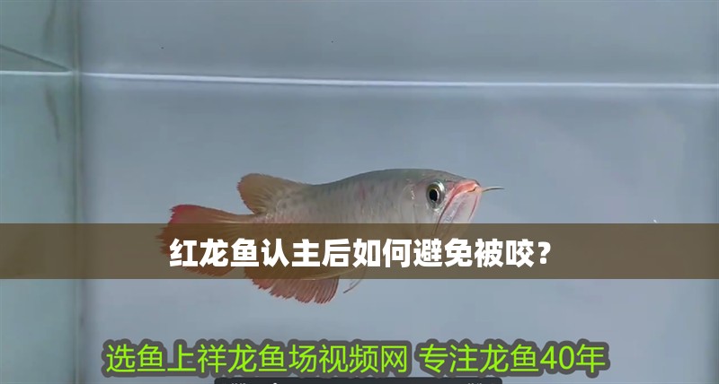 紅龍魚認主后如何避免被咬？