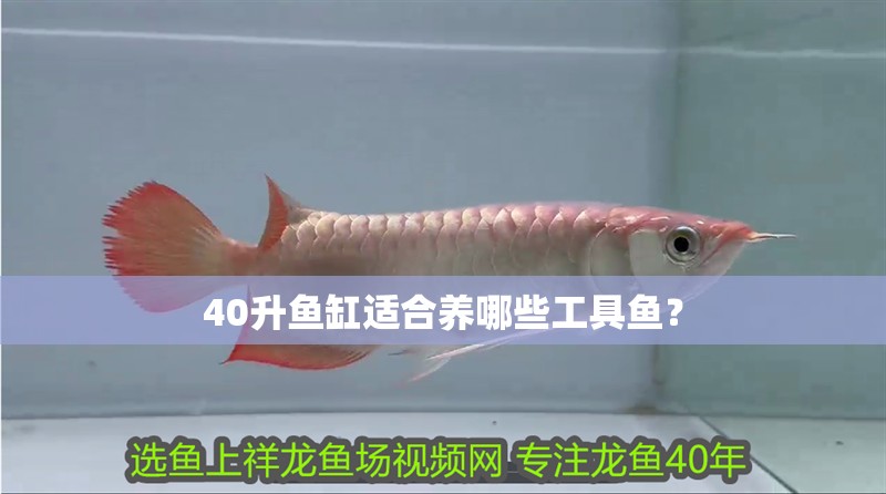 40升魚缸適合養(yǎng)哪些工具魚？ 40升魚缸適合養(yǎng)哪些工具魚？ 龍魚百科