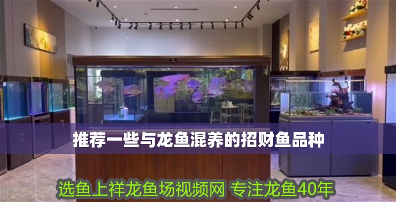 推薦一些與龍魚混養的招財魚品種