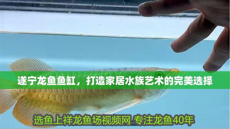 魚缸用增氧泵價格是多少:魚缸增氧機-xtrac增氧機-xtrac增氧機 遂寧龍魚魚缸,打造家居水族藝術的完美選擇 魚缸百科 遂寧龍魚魚缸,打造家居水族藝術的完美選擇 遂寧龍魚魚缸,打造家居水族藝術的完美選擇 魚缸百科