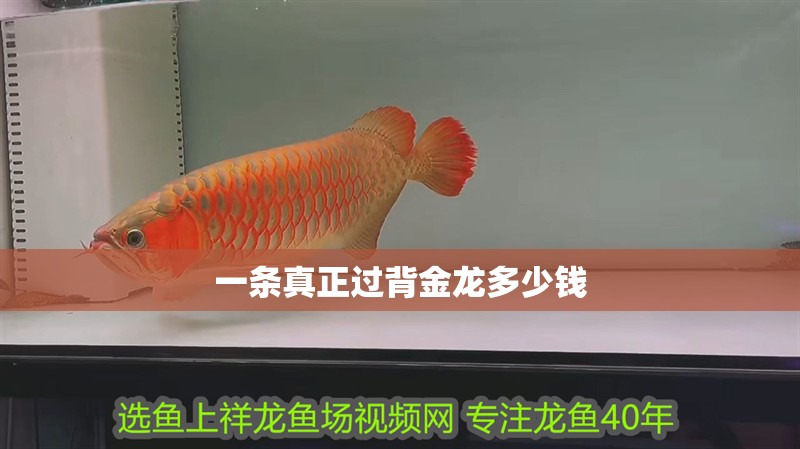 銀龍魚適合多大的魚缸養(養銀龍魚用多大的魚缸) 一條真正過背金龍多少錢 龍魚論壇 一條真正過背金龍多少錢 一條真正過背金龍多少錢 龍魚論壇