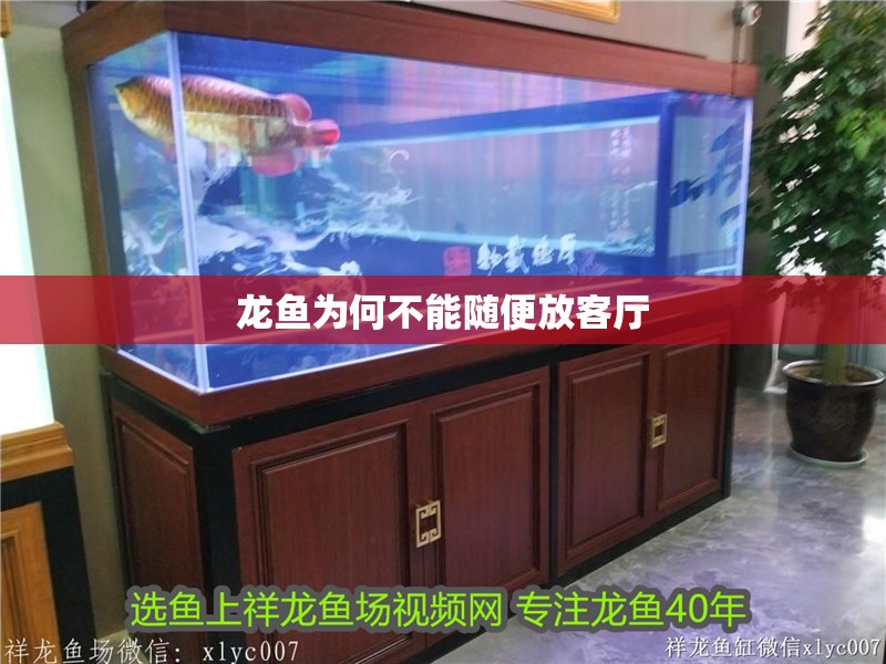 龍魚為何不能隨便放客廳