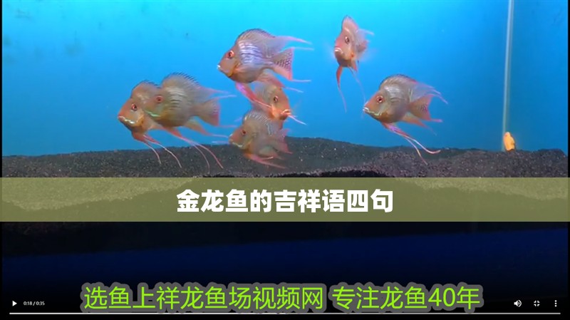 金龍魚的吉祥語(yǔ)四句 金龍魚的吉祥語(yǔ)四句 龍魚論壇