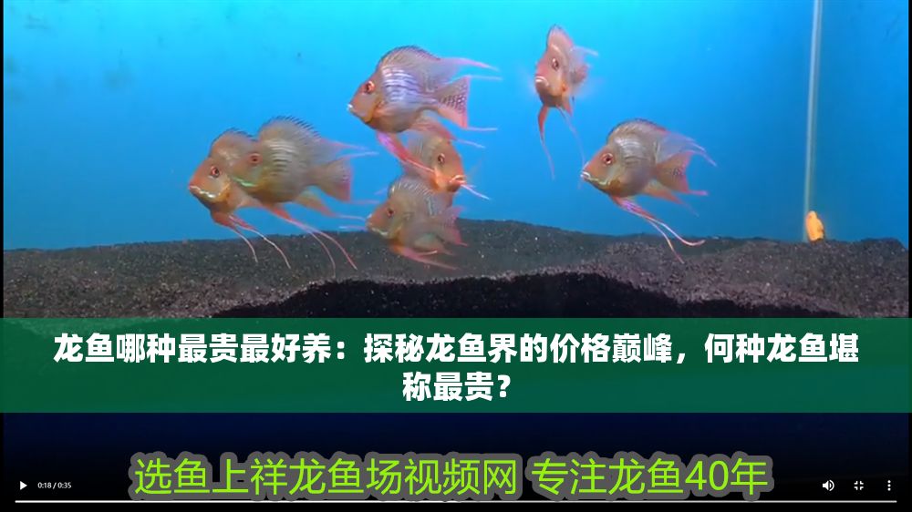 龍魚哪種最貴最好養：探秘龍魚界的價格巔峰，何種龍魚堪稱最貴？