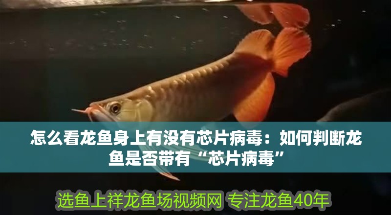 怎么看龍魚身上有沒有芯片病毒：如何判斷龍魚是否帶有“芯片病毒”