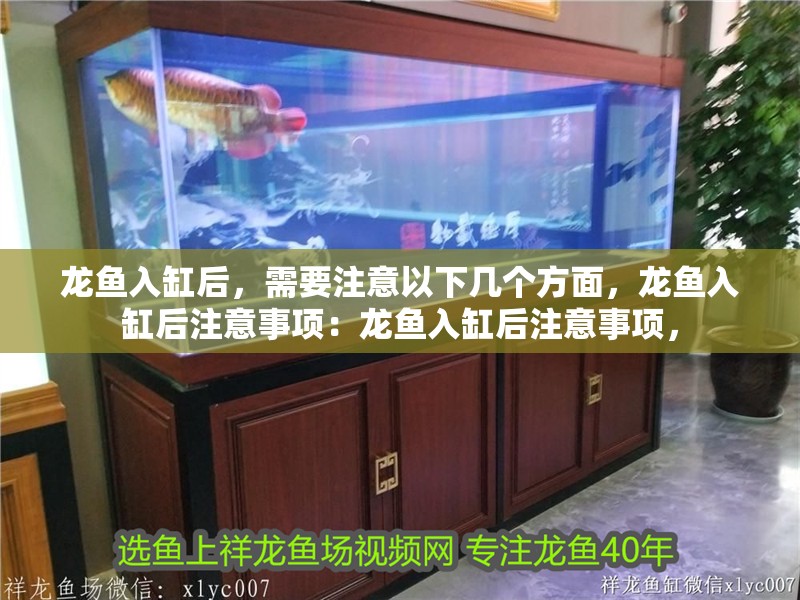 龍魚入缸后，需要注意以下幾個方面，龍魚入缸后注意事項：龍魚入缸后注意事項，