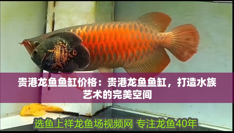 貴港龍魚魚缸價格：貴港龍魚魚缸，打造水族藝術(shù)的完美空間
