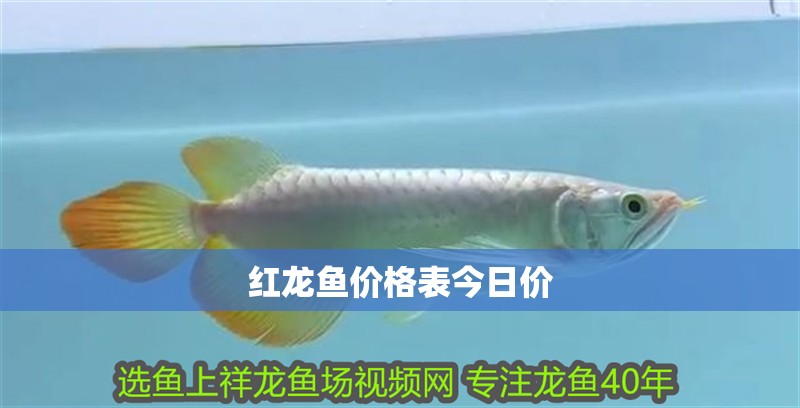 紅龍魚價(jià)格表今日價(jià)