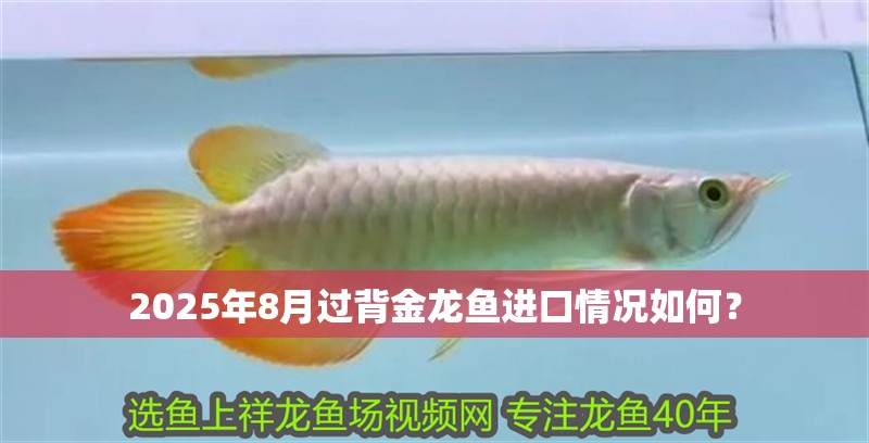 龍魚掉眼最簡單的恢復方法視頻教程