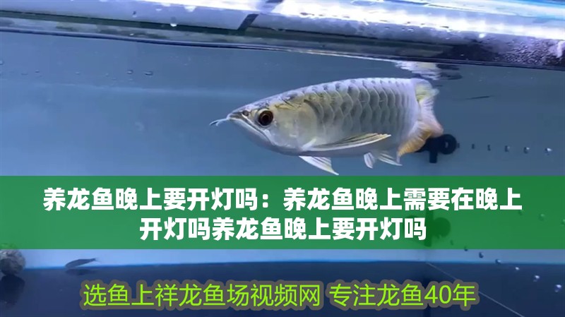 養(yǎng)龍魚晚上要開燈嗎：養(yǎng)龍魚晚上需要在晚上開燈嗎養(yǎng)龍魚晚上要開燈嗎