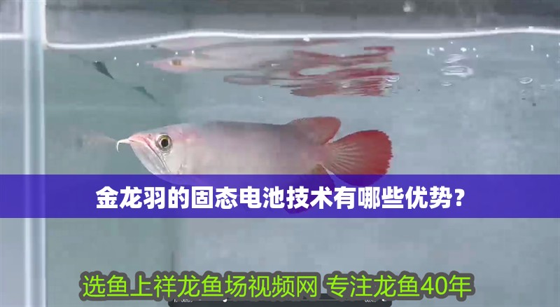 金龍羽的固態電池技術有哪些優勢？