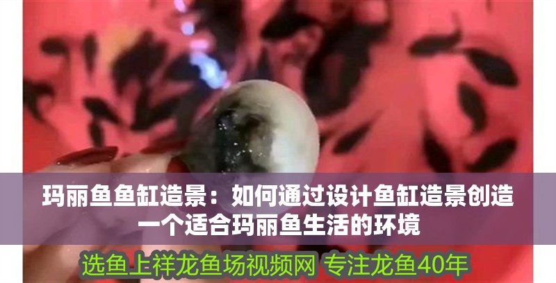 瑪麗魚魚缸造景：如何通過設計魚缸造景創(chuàng)造一個適合瑪麗魚生活的環(huán)境