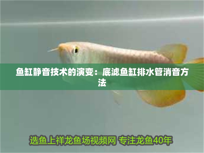 魚缸靜音技術的演變：底濾魚缸排水管消音方法 魚缸靜音技術的演變：底濾魚缸排水管消音方法 魚缸百科