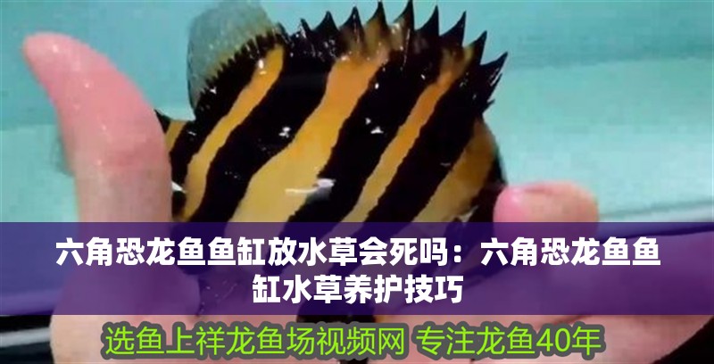 六角恐龍魚魚缸放水草會死嗎：六角恐龍魚魚缸水草養護技巧 六角恐龍魚魚缸放水草會死嗎：六角恐龍魚魚缸水草養護技巧 魚缸百科