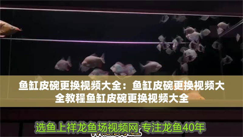 魚缸皮碗更換視頻大全：魚缸皮碗更換視頻大全教程魚缸皮碗更換視頻大全 魚缸皮碗更換視頻大全：魚缸皮碗更換視頻大全教程魚缸皮碗更換視頻大全 魚缸百科